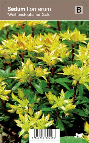 Vips Sedum floriferum Weihenstephaner Gold - Vetkruid - afbeelding 1