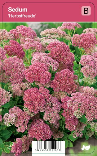 Vips Sedum Herbstfreude - Hemelsleutel - afbeelding 1