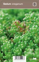 Vips Sedum oreganum - Vetkruid - afbeelding 1