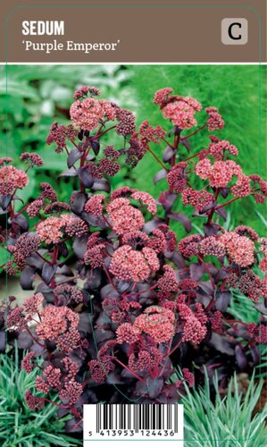 Vips Sedum Purple Emperor - Vetkruid - afbeelding 1