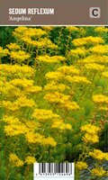 Vips Sedum reflexum Angelina - Vetkruid - afbeelding 1