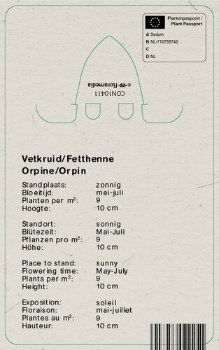Vips Sedum spathulifolium Cape Blanco - Vetkruid - afbeelding 2