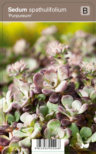 Vips Sedum spathulifolium Purpureum - Vetkruid - afbeelding 1