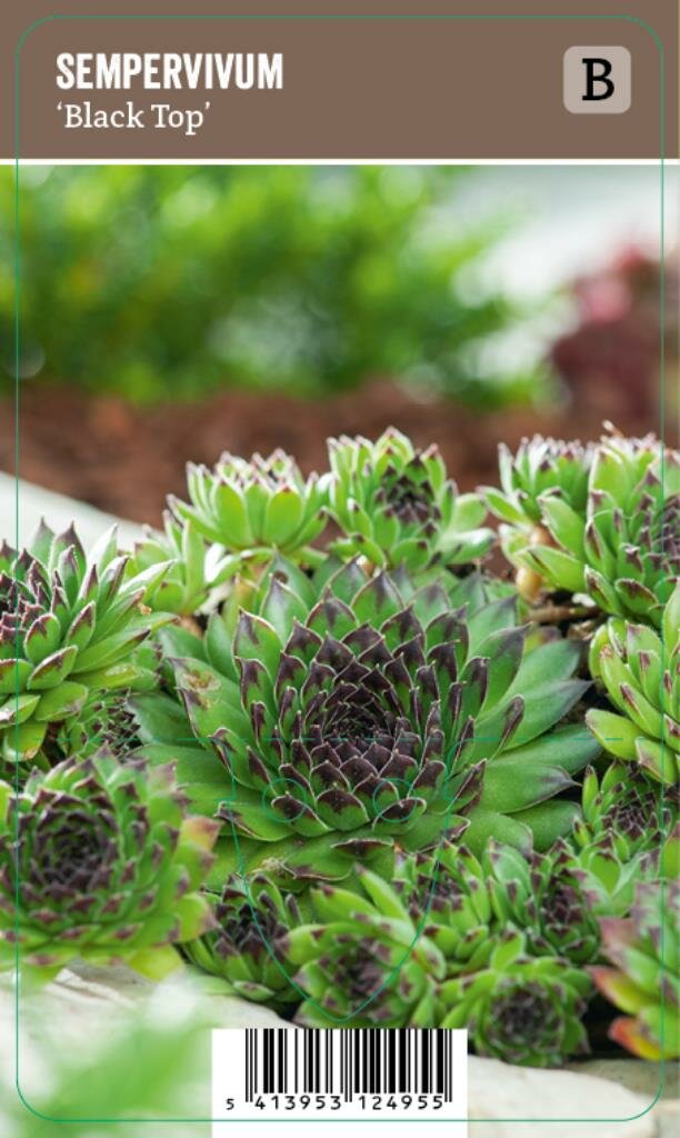 Vips Sempervivum Black Top - Huislook