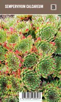 Vips Sempervivum calcareum - Huislook - afbeelding 1
