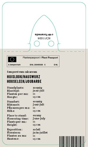 Vips Sempervivum calcareum - Huislook - afbeelding 2