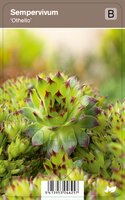 Vips Sempervivum Othello - Huislook - afbeelding 1