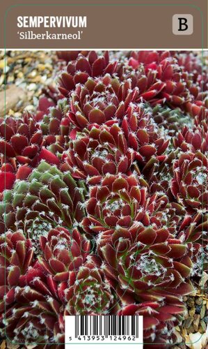 Vips Sempervivum Silberkarneol - Huislook - afbeelding 1