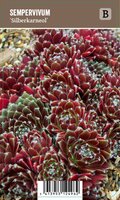 Vips Sempervivum Silberkarneol - Huislook - afbeelding 1