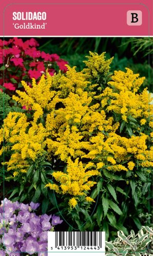 Vips Solidago Goldkind - Guldenroede - afbeelding 1