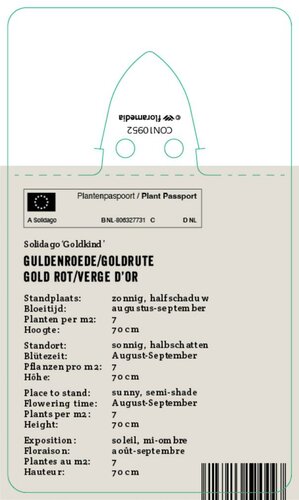 Vips Solidago Goldkind - Guldenroede - afbeelding 2
