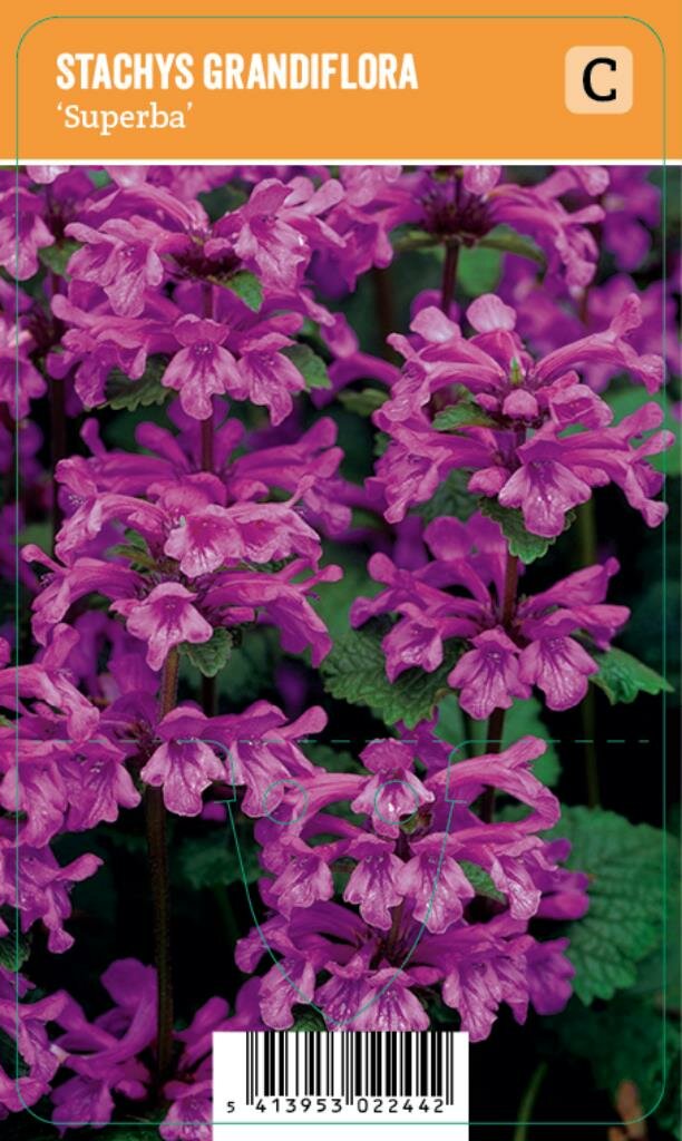 Vips Stachys grandiflora Superba - Andoorn