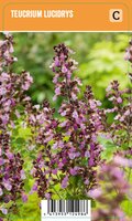 Vips Teucrium lucidrys - Gamander - afbeelding 1