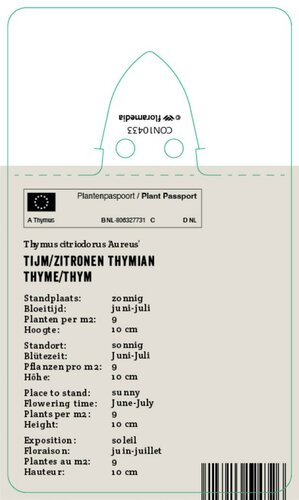 Vips Thymus citrodorus Aureus - Citroentijm - afbeelding 2