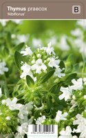 Vips Thymus praecox Albiflorus - Kruiptijm - afbeelding 1