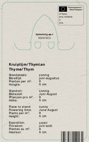 Vips Thymus praecox Albiflorus - Kruiptijm - afbeelding 2