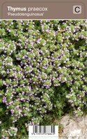 Vips Thymus praecox Pseudolanguinosus - Kruiptijm - afbeelding 1