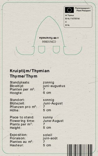 Vips Thymus praecox Pseudolanguinosus - Kruiptijm - afbeelding 2