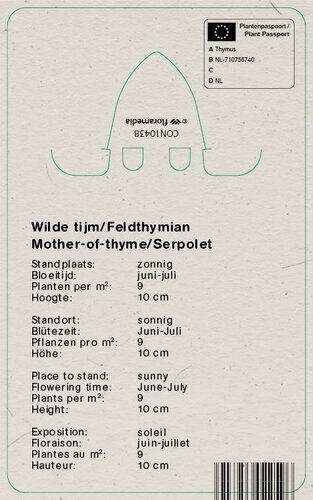 Vips Thymus serpyllum - Wilde tijm - afbeelding 2