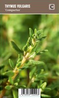 Vips Thymus vulgaris Compactus - Gewone tijm - afbeelding 1