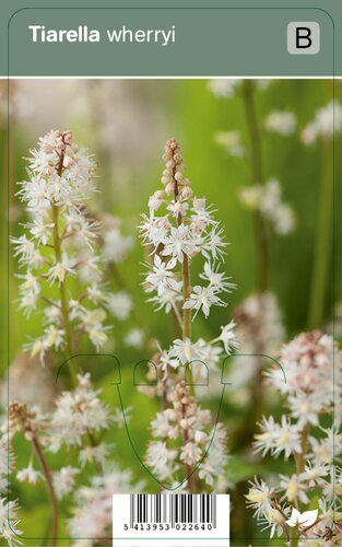 Vips Tiarella wherryi - Perzische muts - afbeelding 1