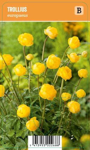 Vips Trollius europaeus - Kogelbloem - afbeelding 1