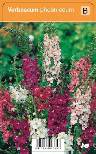 Vips Verbascum phoeniceum - Toorts - afbeelding 1