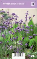 Vips Verbena bonariensis - IJzerhard - afbeelding 1