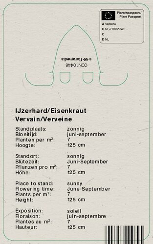 Vips Verbena bonariensis - IJzerhard - afbeelding 2