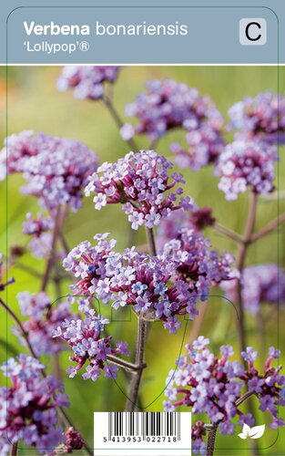 Vips Verbena bonariensis Lollypop - IJzerhard - afbeelding 1