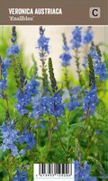 Vips Veronica austriaca Knallblau - Ereprijs - afbeelding 1