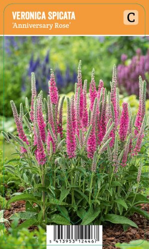 Vips Veronica spicata Anniversary Rose - Ereprijs - afbeelding 1