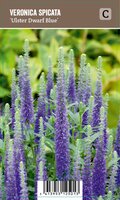 Vips Veronica spicata Ulster Dwarf Blue - Ereprijs - afbeelding 1