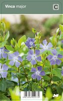 Vips Vinca major - Grote maagdenpalm - afbeelding 1