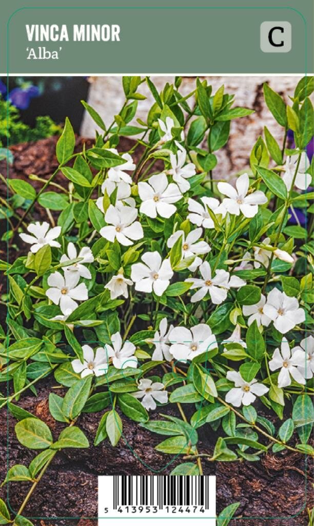 Vips Vinca minor Alba - Kleine maagdenpalm