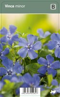 Vips Vinca minor - Kleine maagdenpalm - afbeelding 1