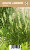 Vis Pennisetum alopecuroides Hameln - Lampenpoetsergras - afbeelding 1