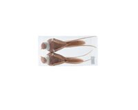 Vogel foam bruin 15 cm 2 stuks