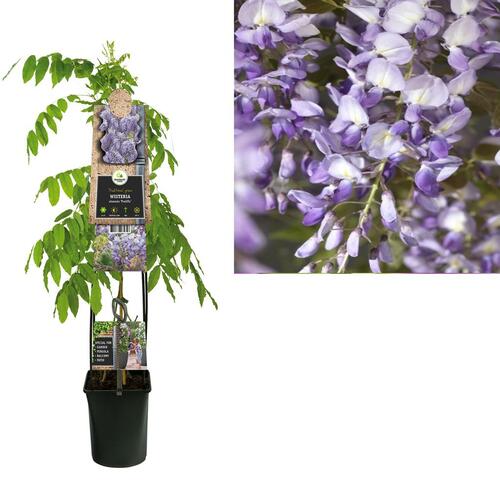 Wisteria sinensis Prolific 3.0 L - Blauwe regen