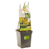 Witte aalbes Ribes r. White Pearl struik - afbeelding 2