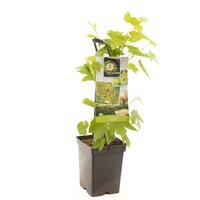 Witte druif Vitis Himrod struik 65 cm - afbeelding 1