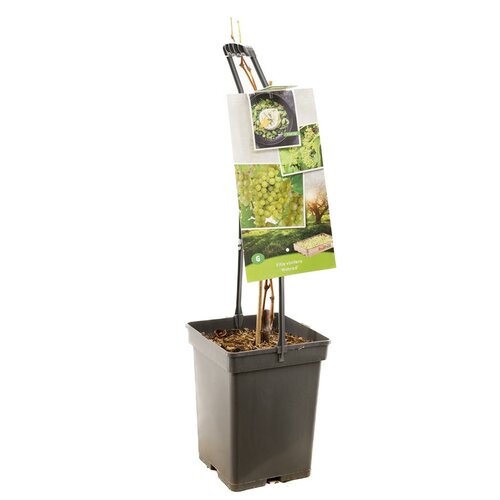 Witte druif Vitis Himrod struik 65 cm - afbeelding 2