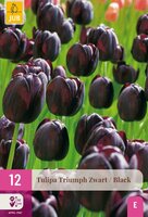 Tulp triumph zwart 12 bollen