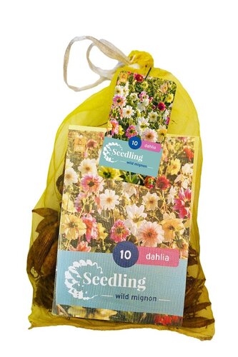 Dahlia seedling mignon mix 10 knollen