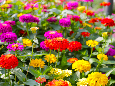 Zinnia
