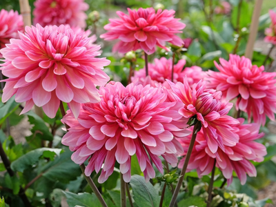 Zomerbloeiers